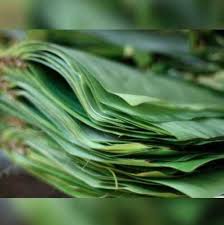 Banana Leaves(500 pcs)